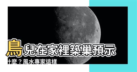 有鳥來家裡築巢|野鳥庭前築巢 預示居家風水好兆頭 